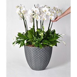 Plant: White Forest Orchids (Luxury Coll.)