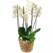 Flowers: Regal Orchids