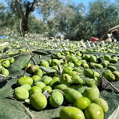 Darmmess Extra Virgin Olive Oil, Zeit Zeitoun