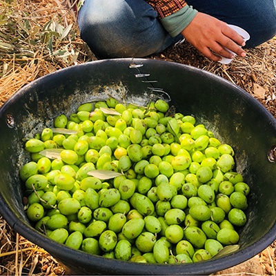 Darmmess Extra Virgin Olive Oil, Zeit Zeitoun