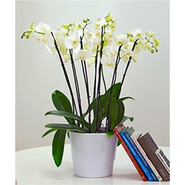 Plant: From All Y Orchids