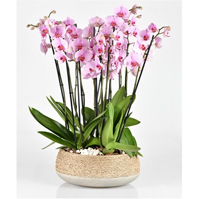 Arrangement: Sweetylicious Orchids (Luxury Coll.)