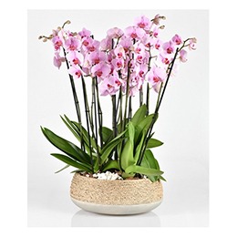 Arrangement: Sweetylicious Orchids (Luxury Coll.)