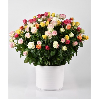  Flowers: 150 Mixed Roses (Soft Floral)