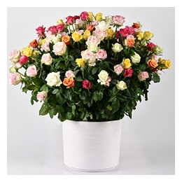  Flowers: 150 Mixed Roses (Soft Floral)