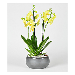 Plant:  Orchids Yellow Glow