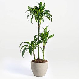 Plant: Green Sprouts Dracaena