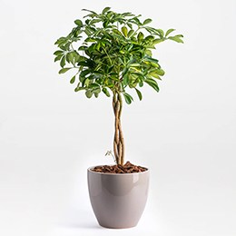 Plant: Dwarf Umbrella, Schefflera
