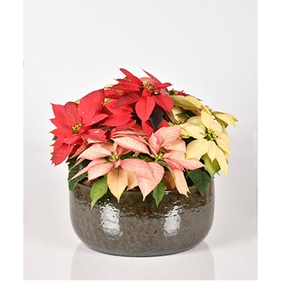  Christmas Poinsettia: Cozy