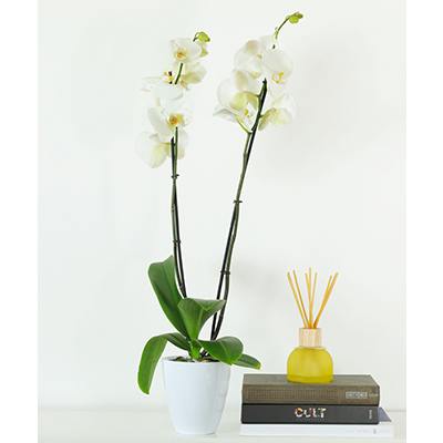Plant:  Orchids White, Nature Lovers, Double