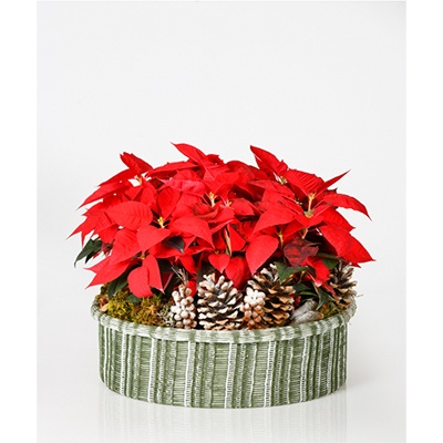  Christmas Poinsettia Basket