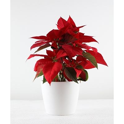  Christmas  Poinsettia:   Red