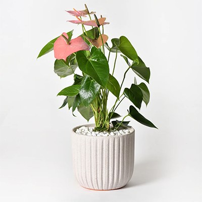      Plant: Anthurium, Pink Lace